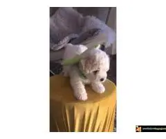 Kovrdžavi Bišon štenci - 6