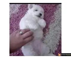 Kovrdžavi Bišon štenci - 7