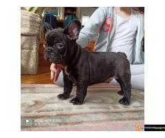 Francuski Buldog