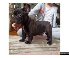 Francuski Buldog