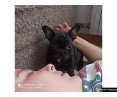 Francuski Buldog