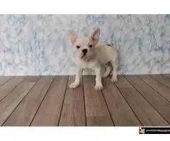 Francuski Buldog - 2