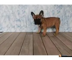 Francuski Buldog - 3