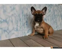 Francuski Buldog - 4