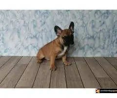 Francuski Buldog - 5