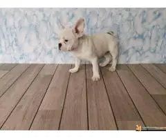 Francuski Buldog - 6