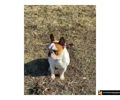 Francuski Buldog