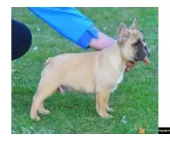 Francuski Buldog