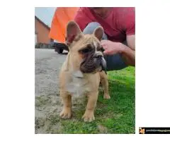 Francuski Buldog - 6