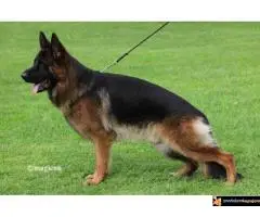 NEMAČKI OVČARI - šampionsko poreklo - veliki izbor!