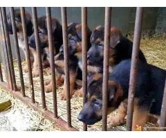 NEMAČKI OVČARI - šampionsko poreklo - veliki izbor!