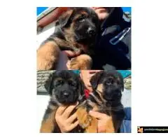 NEMAČKI OVČARI - šampionsko poreklo - veliki izbor!