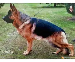 NEMAČKI OVČARI - šampionsko poreklo - veliki izbor!