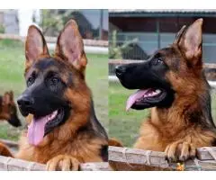 NEMAČKI OVČARI - šampionsko poreklo - veliki izbor! - 6