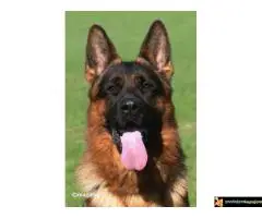 NEMAČKI OVČARI - šampionsko poreklo - veliki izbor! - 7