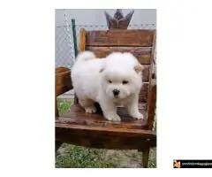 Chow chow stenci - 2