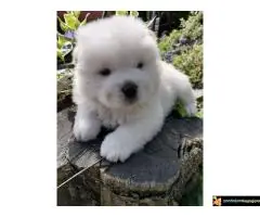 Chow chow stenci - 3