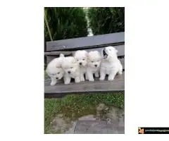 Chow chow stenci - 4