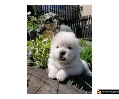 Chow chow stenci - 6