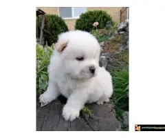 Chow chow stenci - 7