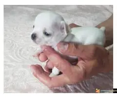 Mini čivava štenad prodaja - 2