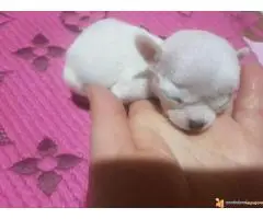 Mini čivava štenad prodaja - 3