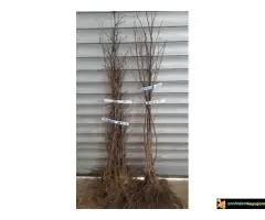 Sadnice lešnika - 30% - Rezervisite na vreme