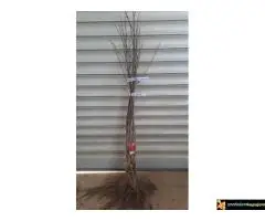 Sadnice lešnika - 30% - Rezervisite na vreme