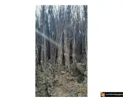 Sadnice lešnika - 30% - Rezervisite na vreme