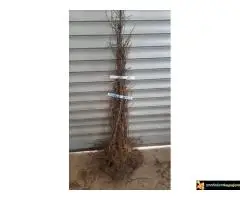 Sadnice lešnika - 30% - Rezervisite na vreme