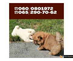 Čau čau štenci vaši omiljeni kućni ljubimci