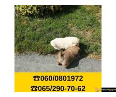 Čau čau štenci vaši omiljeni kućni ljubimci