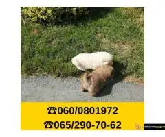 Čau čau štenci vaši omiljeni kućni ljubimci - 2