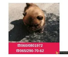 Čau čau štenci vaši omiljeni kućni ljubimci - 3