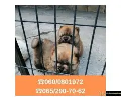 Čau čau štenci vaši omiljeni kućni ljubimci - 4