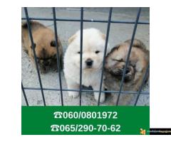 Čau čau štenci vaši omiljeni kućni ljubimci