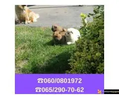 Čau čau štenci vaši omiljeni kućni ljubimci - 6