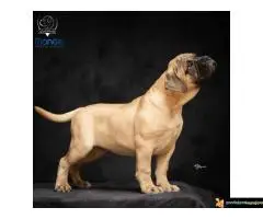 Odgajivačnica bullmastiff-a "Home of Guardians"