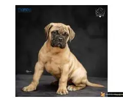 Odgajivačnica bullmastiff-a "Home of Guardians"