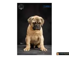 Odgajivačnica bullmastiff-a "Home of Guardians"