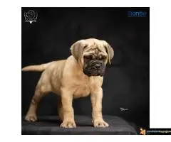 Odgajivačnica bullmastiff-a "Home of Guardians"