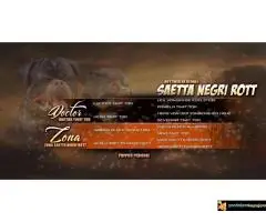 Prodajem stence rotvajlera - 2