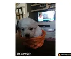 Kovrdzavi patuljasti bisoni - 2