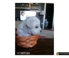 Kovrdzavi patuljasti bisoni - 3