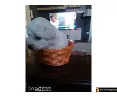 Kovrdzavi patuljasti bisoni - 4