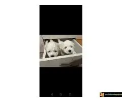 Kovrdzavi patuljasti bisoni - 5