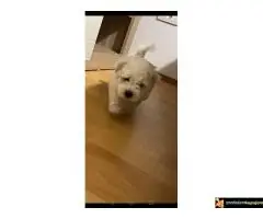 Kovrdzavi patuljasti bisoni - 6