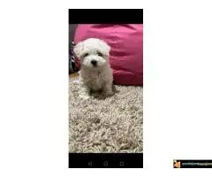 Kovrdzavi patuljasti bisoni - 7