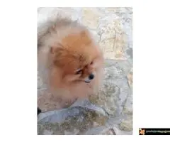 Pomeranac za parenje  - 2