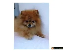 Pomeranac za parenje  - 3